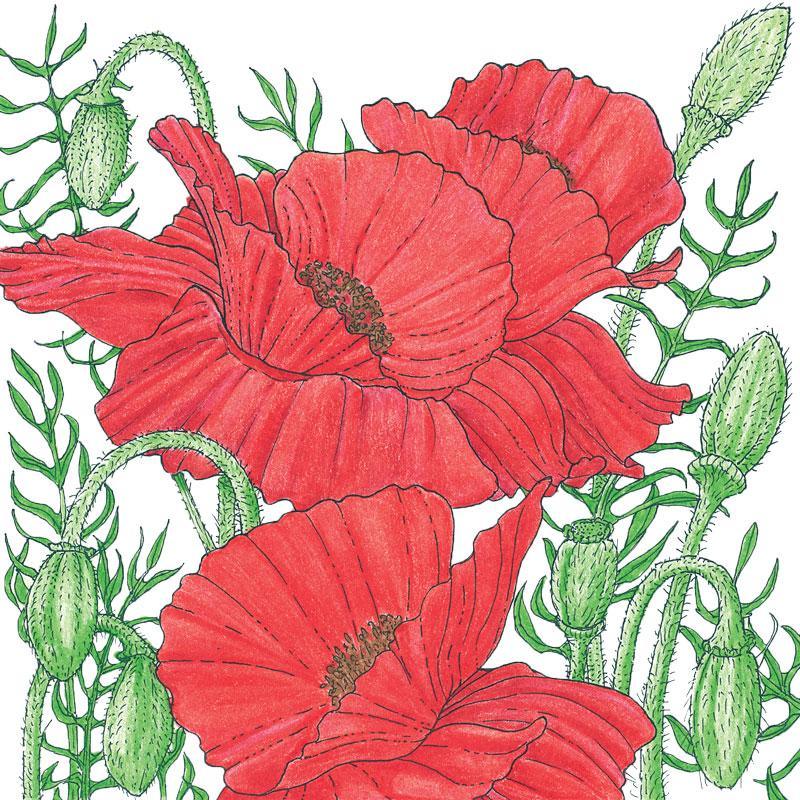 Poppy, Corn (lb) - Blessings Grow Meadows