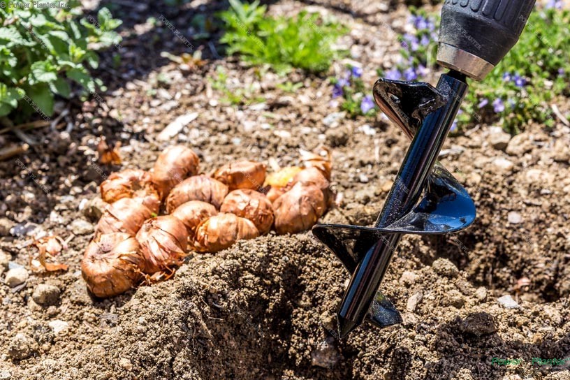 Bulb Planting Auger & Bedding Plant Tool (3" x 7") - Blessings Grow Meadows