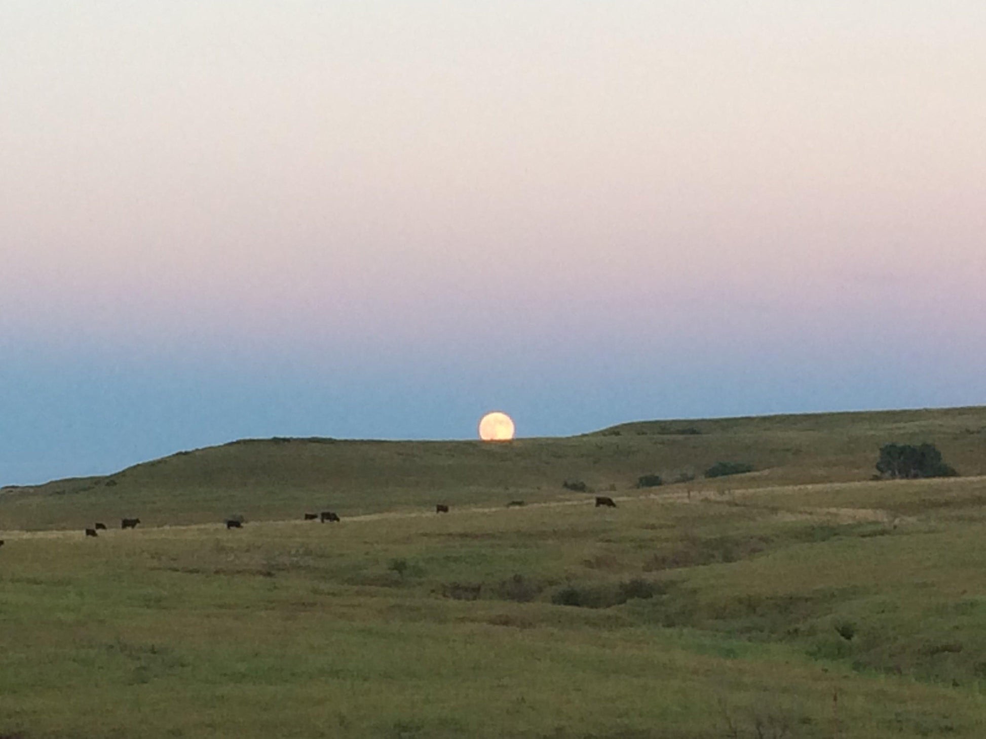 A large full moon rises over rolling green hills at dusk with cow silhouettes grazing—capturing the purity and nature behind Prairie Fire Tallow’s Pure Beef Tallow Soap Bar (3 Pack), grass-fed, natural, organic & made in the USA for face, body & hair.