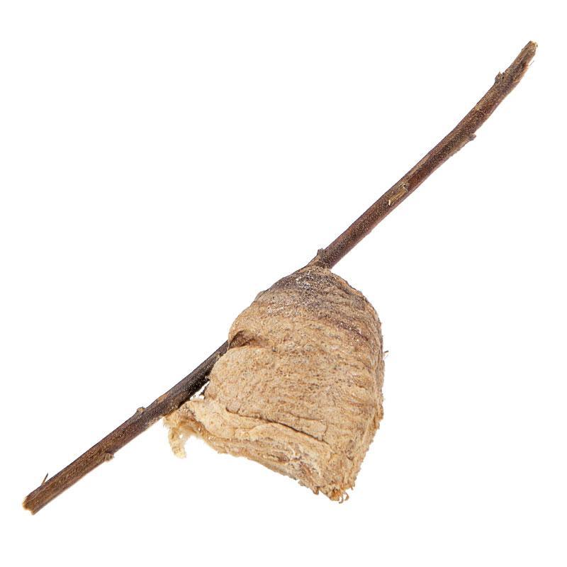 Praying Mantids Tenodera ardefolia sinensis (Case of approx 200 eggs) - Blessings Grow Meadows