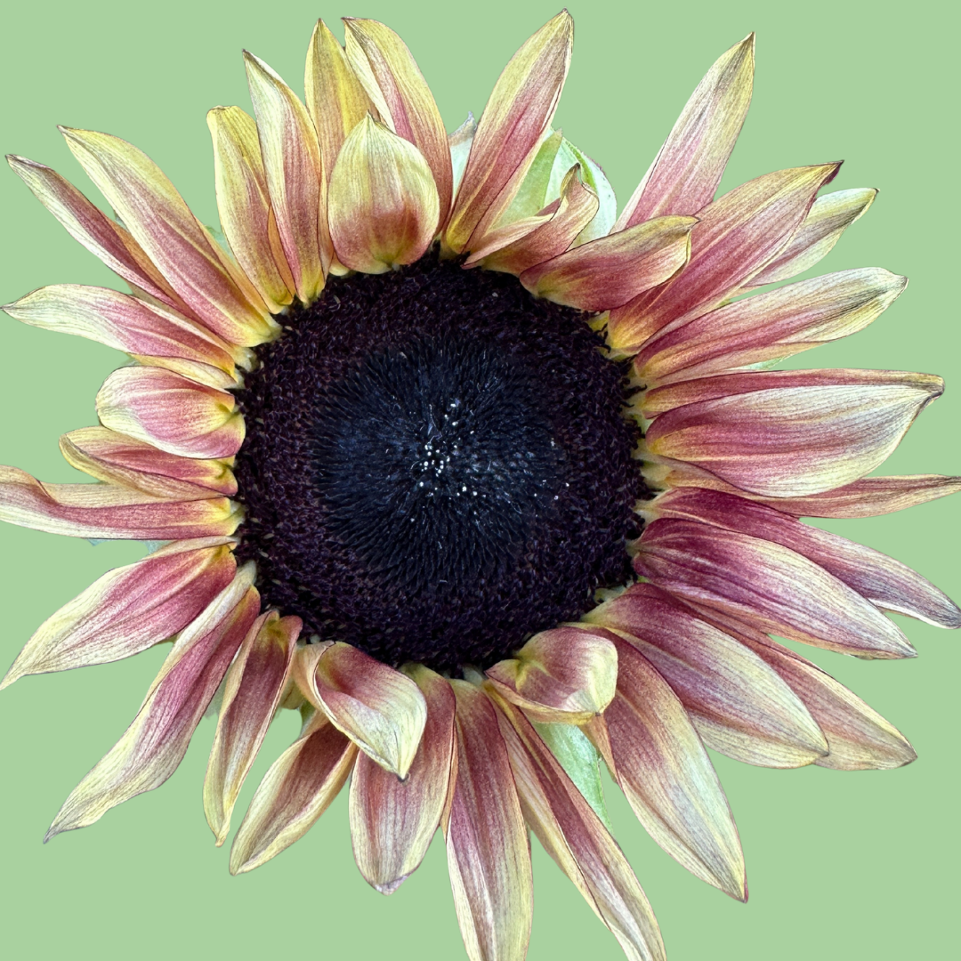 Sunflower Procut Plum seeds from John's Plant Adventures, showcasing vibrant seed packets for planting and gardening success.