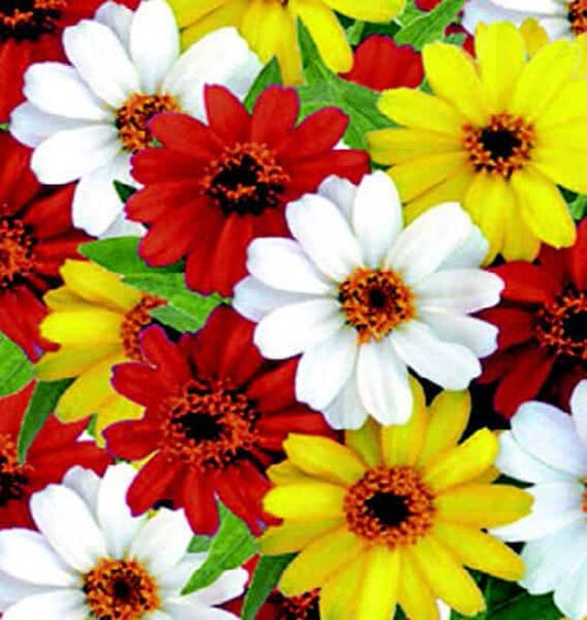 Profusion Hybrid Sunrise Mix Zinnia Seeds - Blessings Grow Meadows