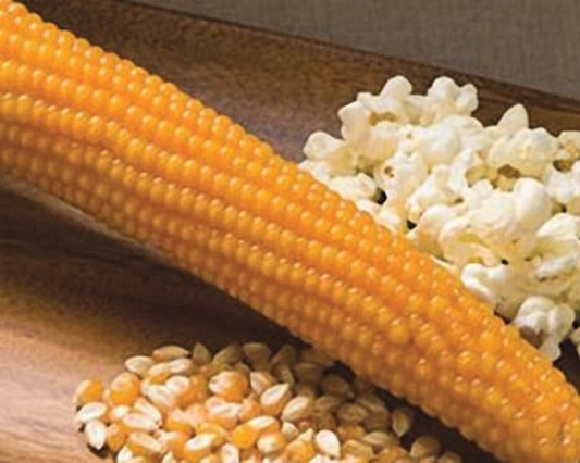 Purdue 410 Hybrid (yellow) Corn Seeds - Blessings Grow Meadows