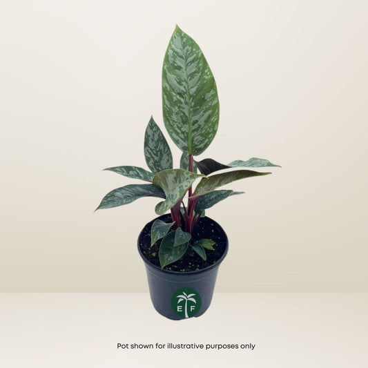 Purple Sword Apoballis Lavallaei - Rare Tropical Plant - Blessings Grow Meadows