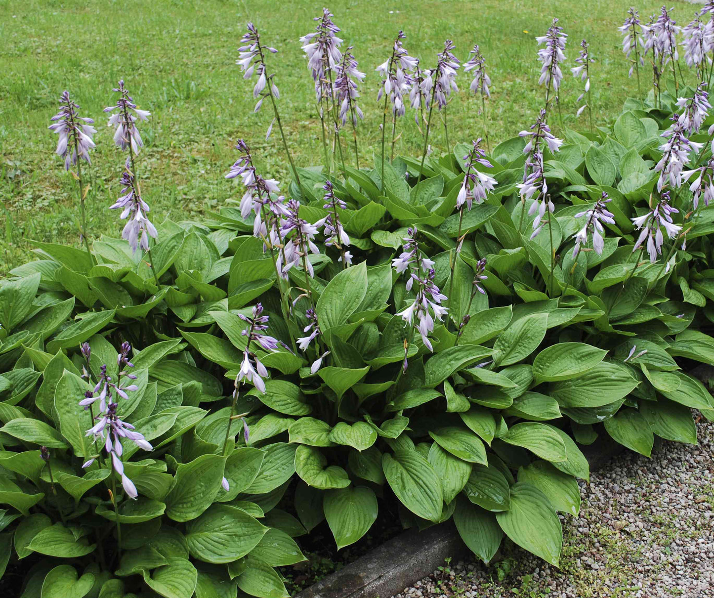 Purple Flowering Hosta - Lavender Blooms, Shade Loving Perennial, Zones 3-9