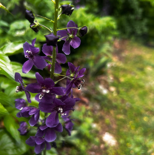 Purple Mullein 'Violetta' live plant with deep purple flower spikes, drought-tolerant Verbascum phoeniceum from Steep Hill Garden.