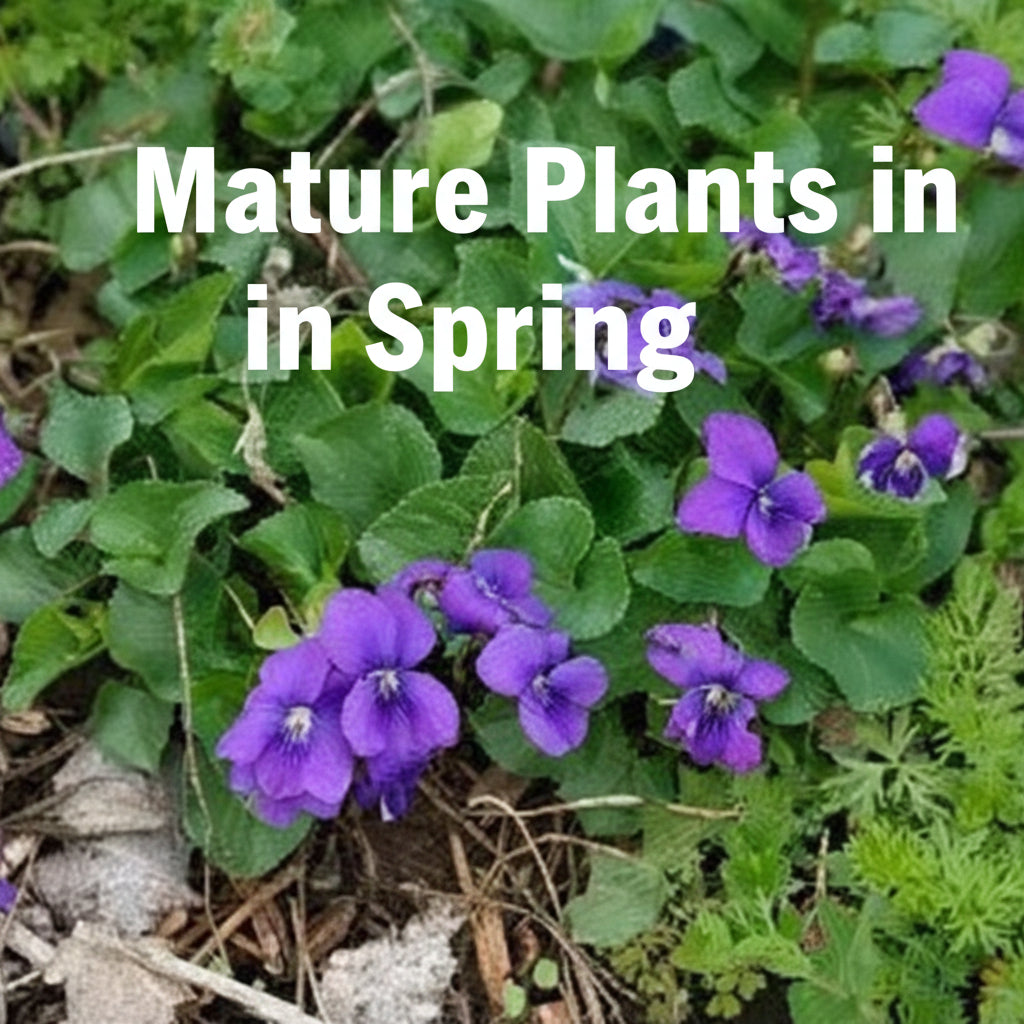 Native Purple Violet Live Plant – Viola sororia – Native Shade Groundcover – Zones 3–8