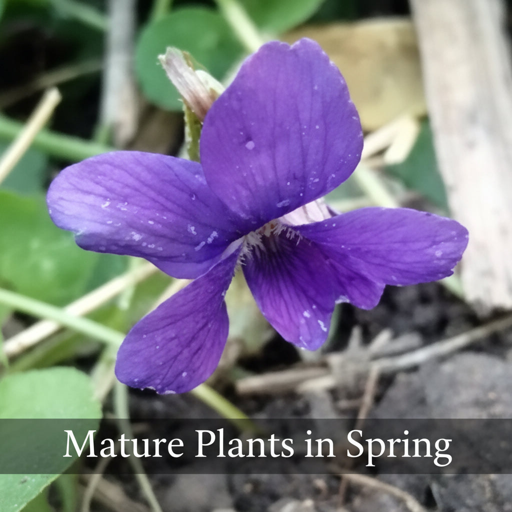 Native Purple Violet Live Plant – Viola sororia – Native Shade Groundcover – Zones 3–8