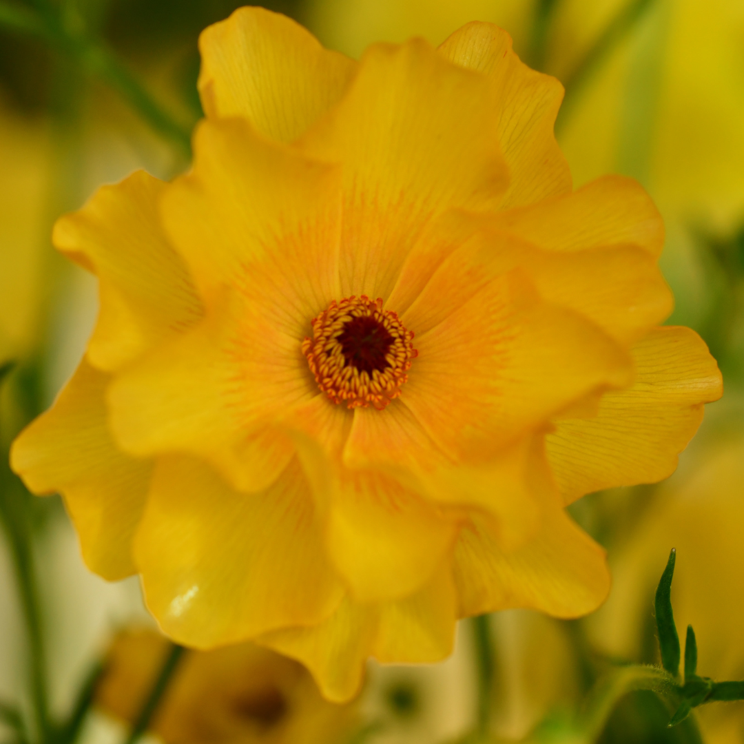 Butterfly ranunculus Charis corms from John's Plant Adventures, showing vibrant flower buds ready to bloom.