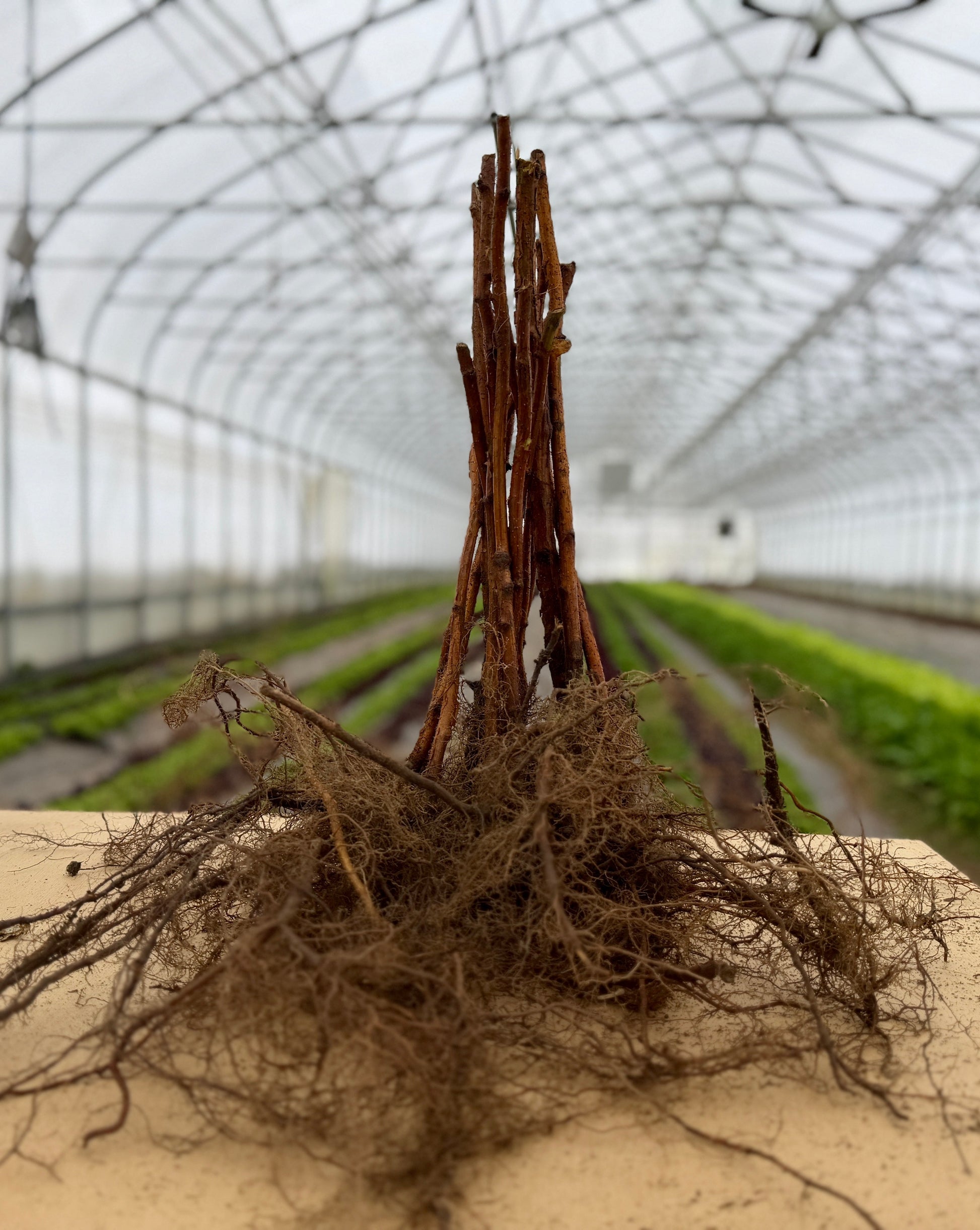 Ten Anne Raspberry bare root plants from The Farm On Central, showing healthy raspberry plant stems and roots.