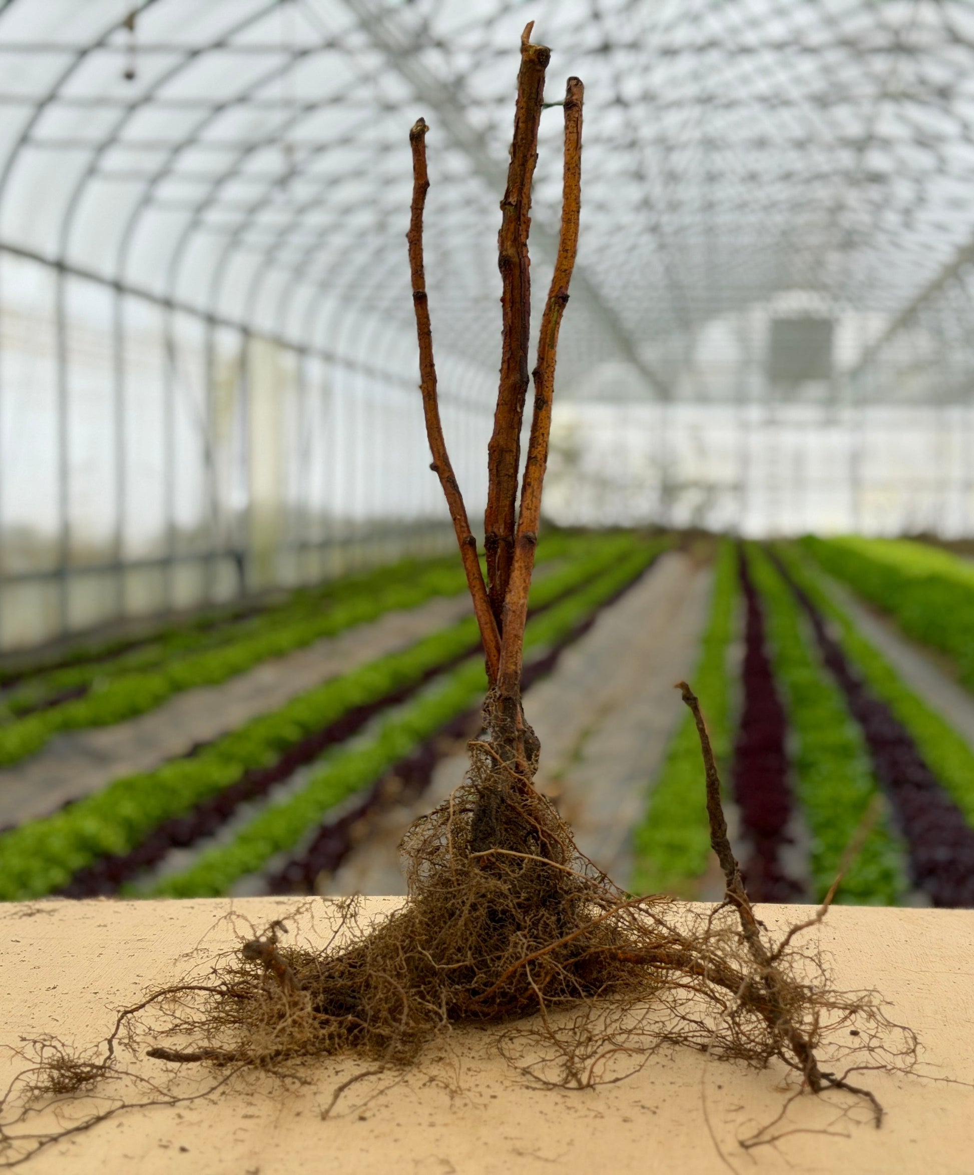 Single Anne Raspberry bareroot plant from The Farm On Central showing healthy, lush raspberry canes ready for planting.