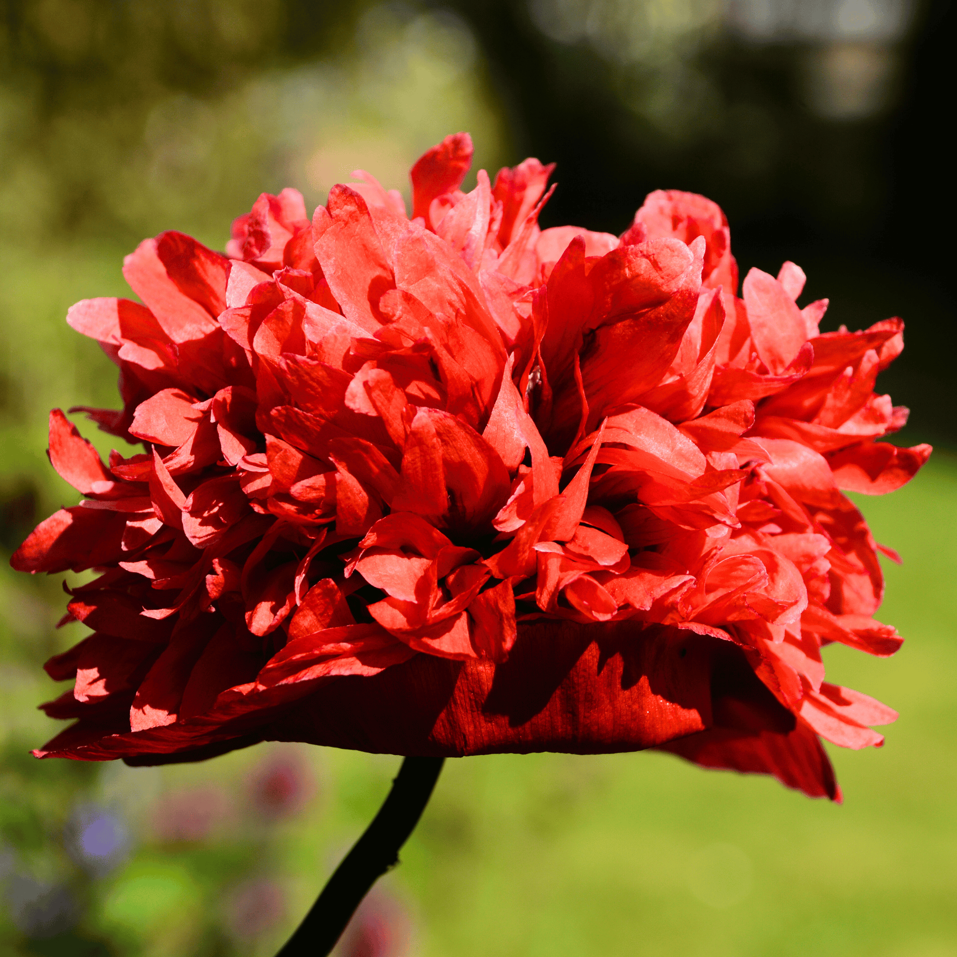 Red Peony Poppy seed packet from Southern Seeds showing 100 seeds for planting vibrant, colorful flowers