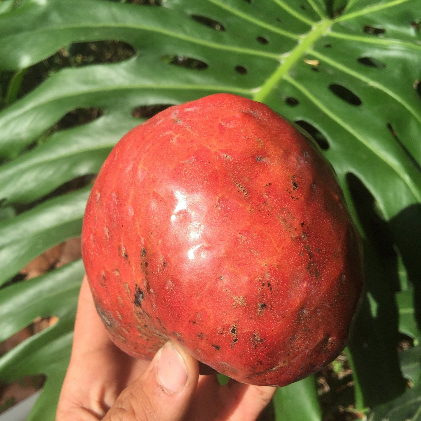 Red Custard Apple, Chirimoya Tree - Blessings Grow Meadows