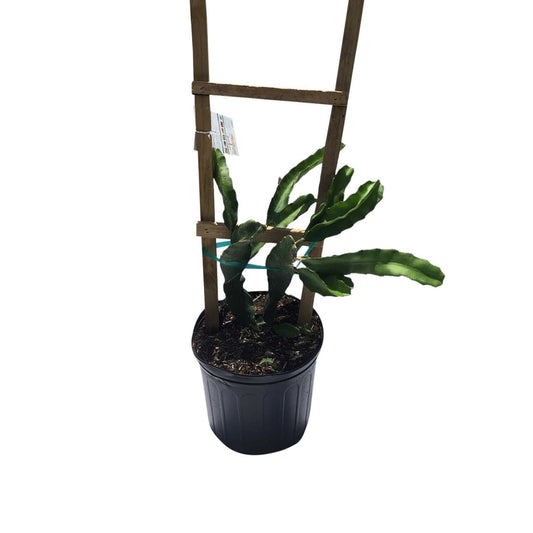 Edgar Baby Dragon Fruit, Pitaya