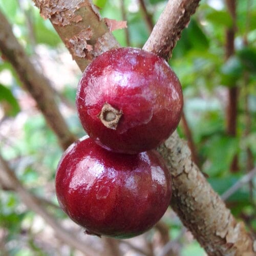 Red Dwarf Jaboticaba Tree, Hybrid - Blessings Grow Meadows
