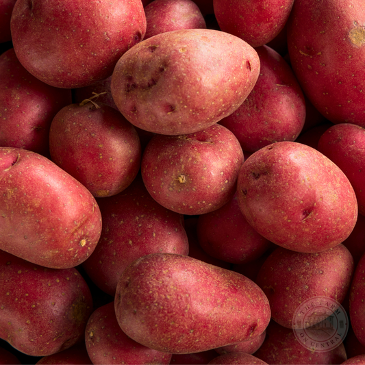 Red Port seed potato from The Farm On Central showing vibrant red skin and oval shape, ideal for planting and home gardening.