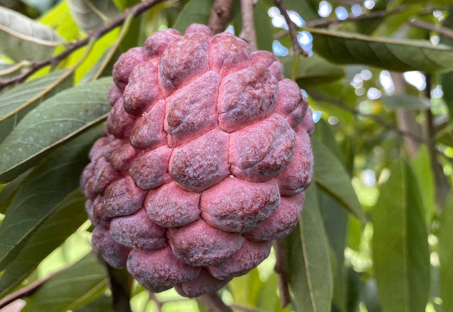 Red Sugar Apple, Sweetsop, Annona Tree - Blessings Grow Meadows