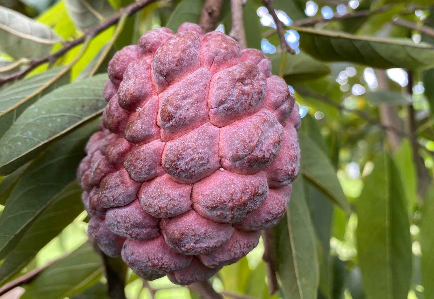 Red Sugar Apple, Sweetsop, Annona Tree - Blessings Grow Meadows
