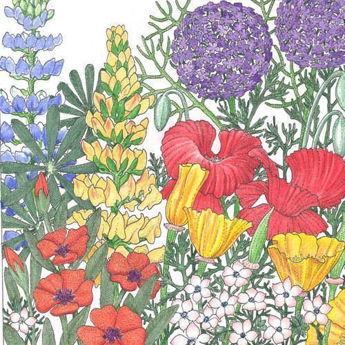 Regional Northwest Wildflower Mix (lb) - Blessings Grow Meadows