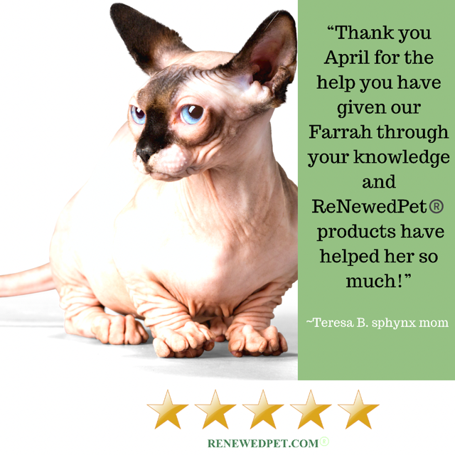 ReNewedPet holistic pet health and behavior consultation with an expert, focusing on overall well-being and behavior issues.