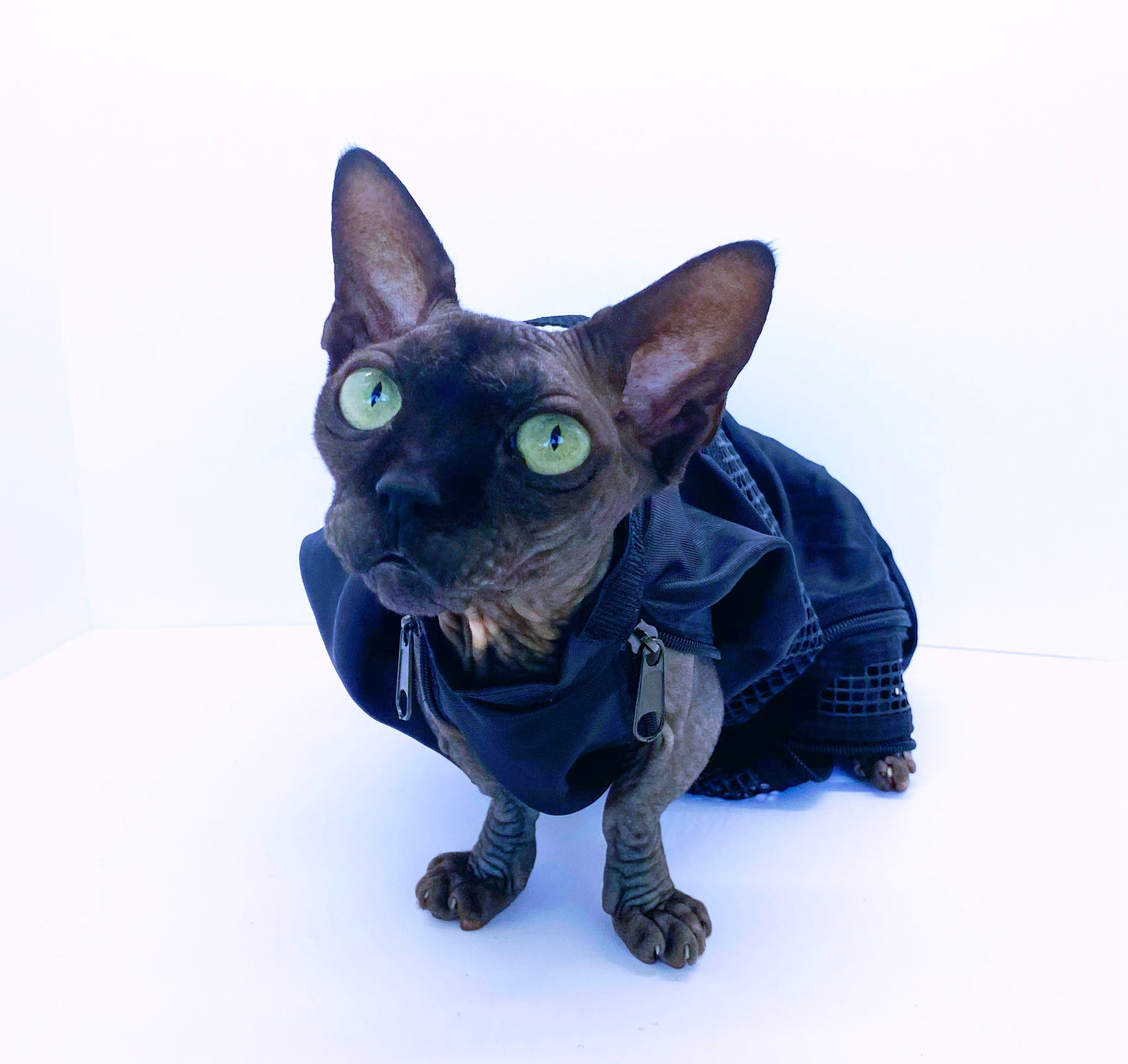ReNewedPet small pet grooming bag for cats and small dogs, compact and versatile grooming carrier with multiple compartments.