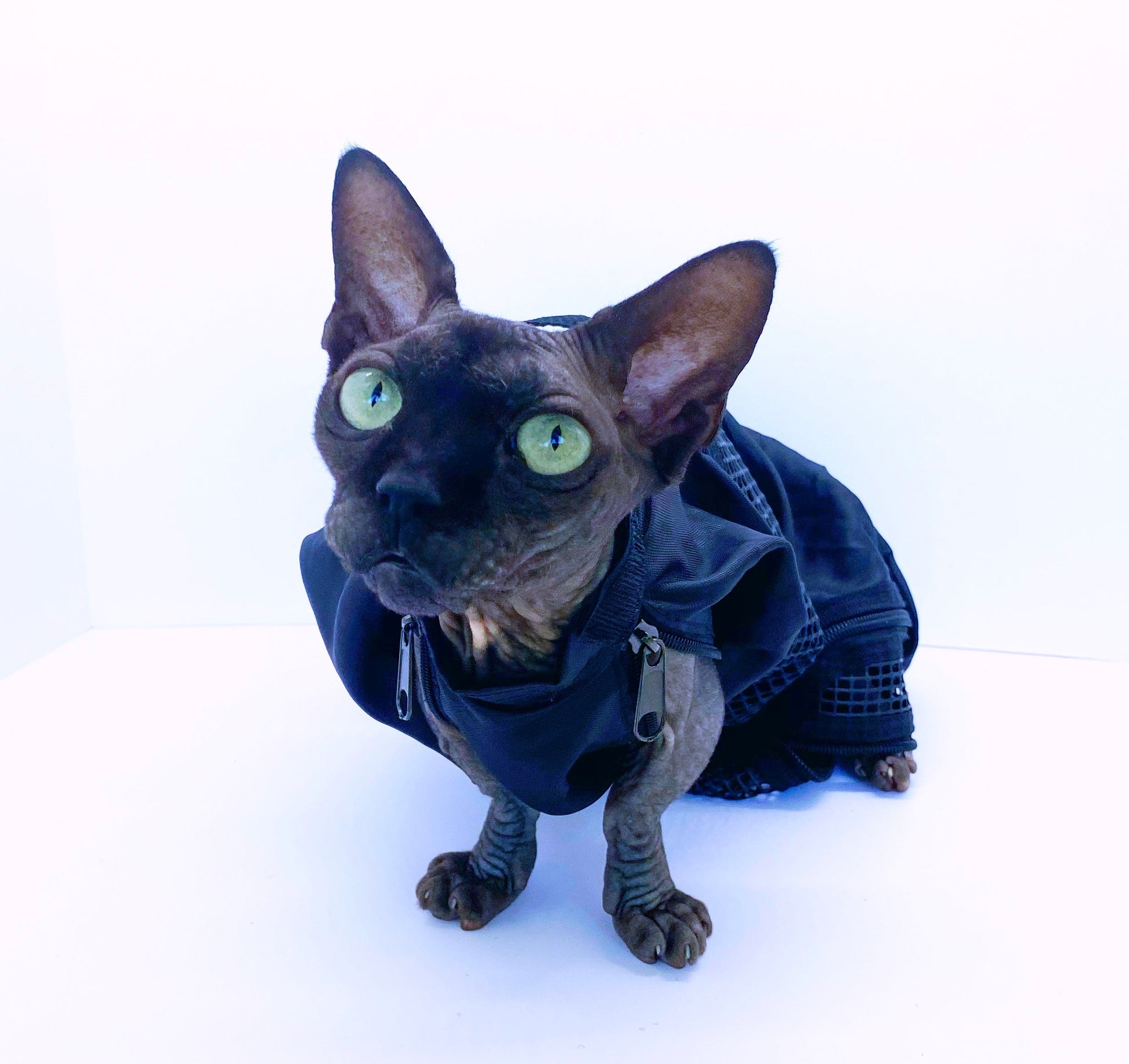 ReNewedPet small pet grooming bag for cats and small dogs, compact and versatile grooming carrier with multiple compartments.