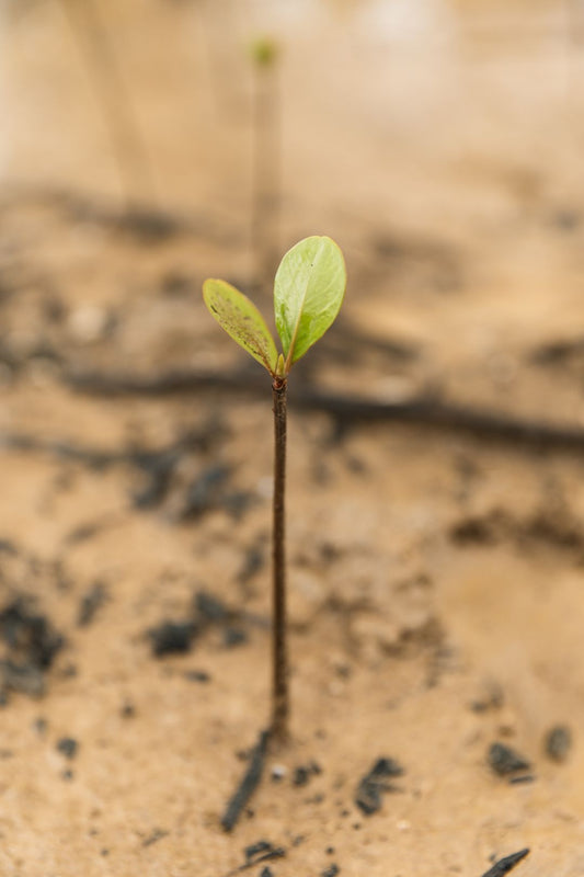 2 Trees with Sprout - Sprout - TheGoodAPI ~ Blessings Grow Meadows