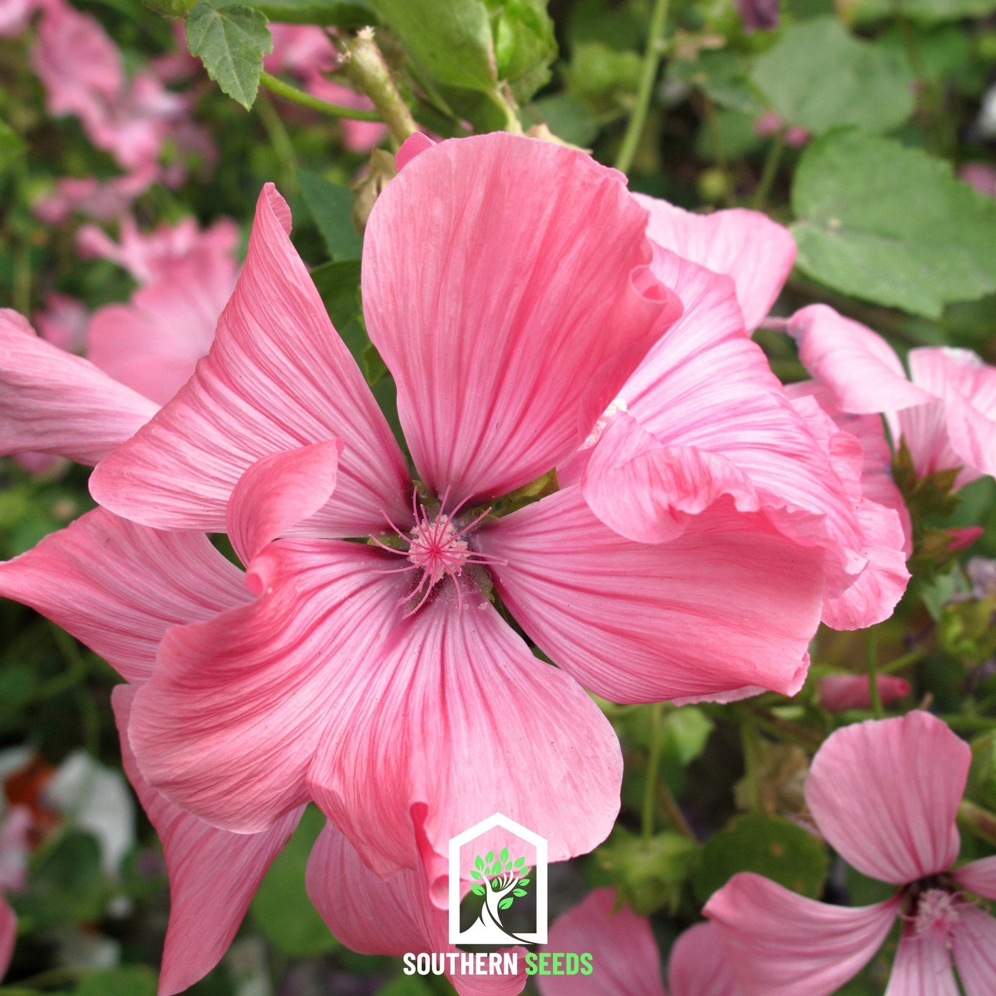 Rose Mallow Mix seeds from Southern Seeds, showing vibrant pink and purple flowers on a lush plant.