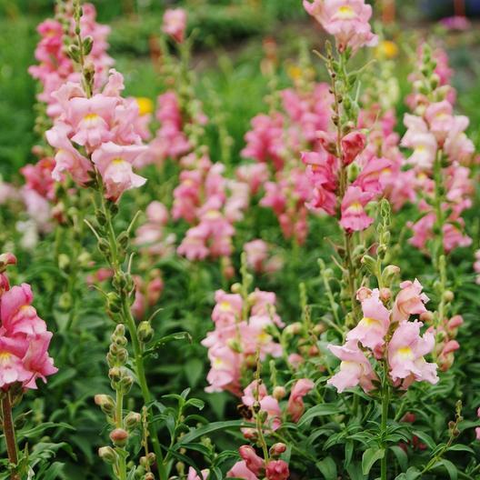 Rose Snapdragon - Blessings Grow Meadows