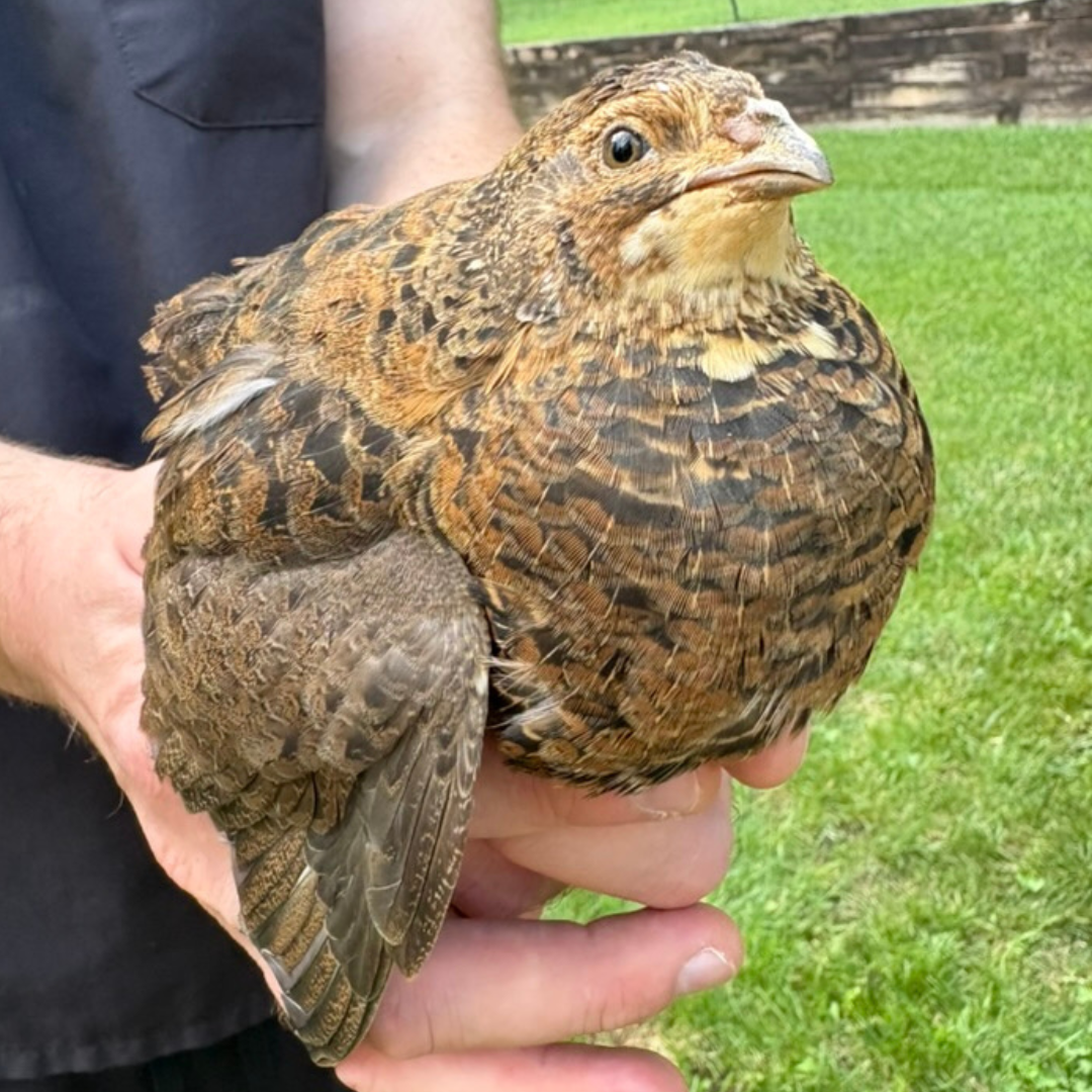 Fertile Quail eggs from Quailz.com, featuring Tibetan and Rosetta Coturnix quail breeds with velvet-like shell patterns.