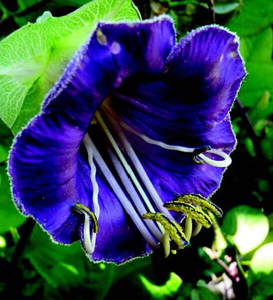 Royal Plum Cathedral Bells Seeds - Blessings Grow Meadows