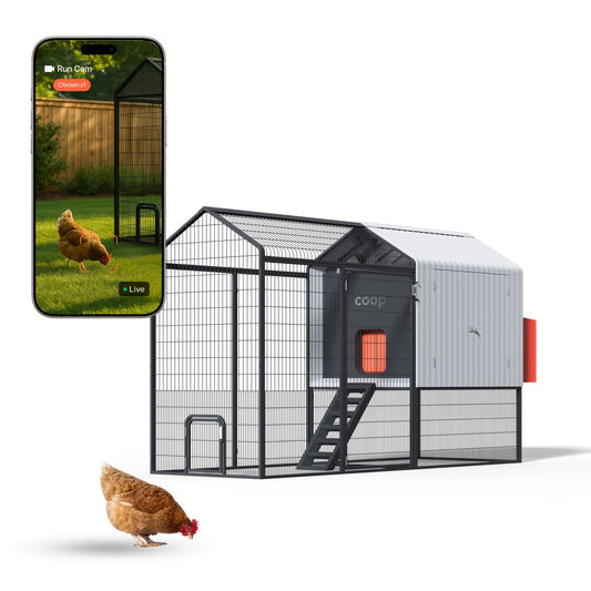 The Smart Coop + Steel Run (+ Free Chicks! 🐣) - Blessings Grow Meadows