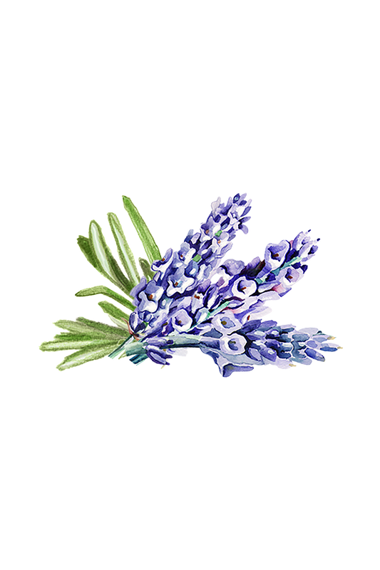 Watercolor illustration of a small lavender bouquet with purple petals and green leaves, inspired by Rustic Strength’s Hand Soap | Soothing Herbs, shown on a transparent background.