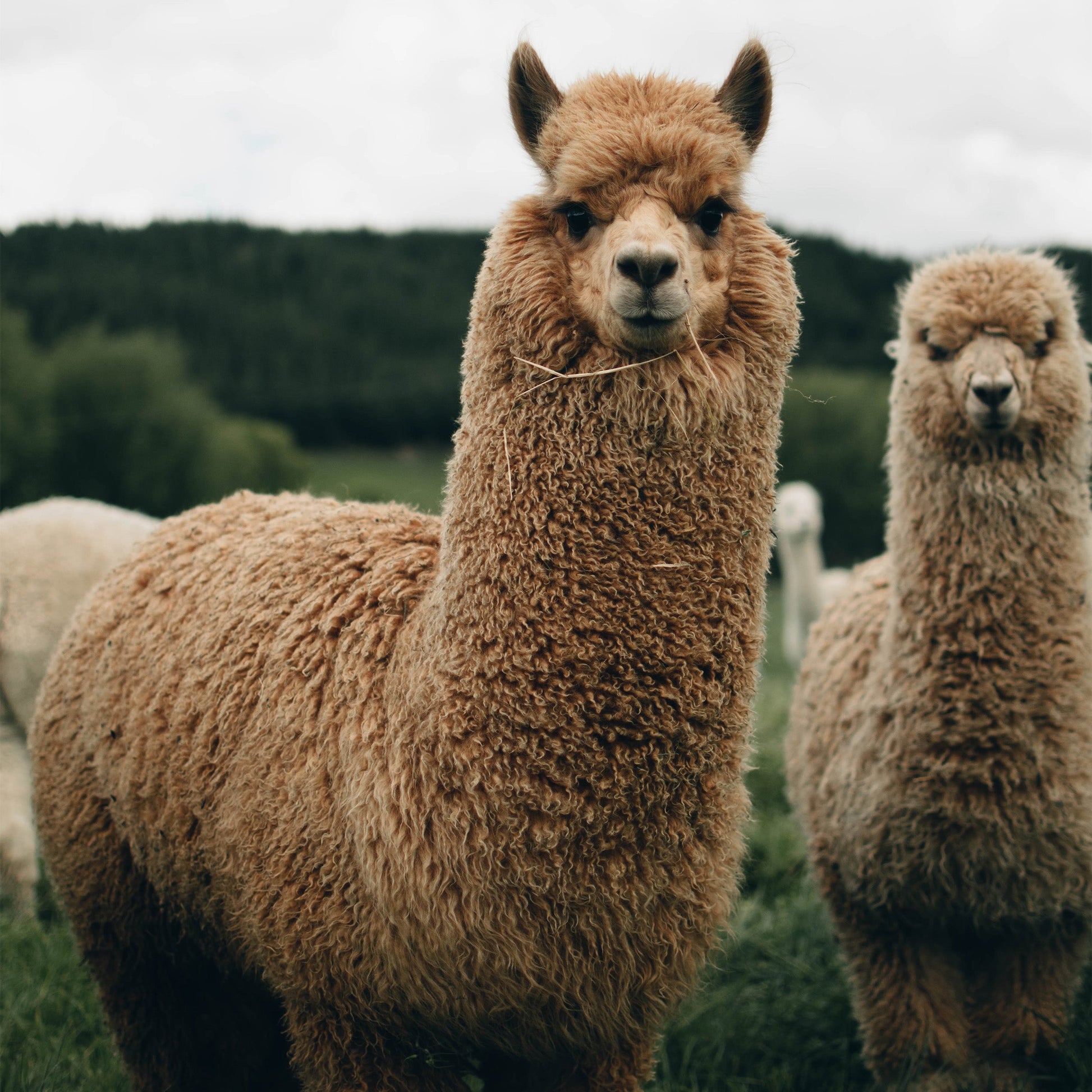 Two fluffy brown alpacas stand on green grass with blurred trees and hills behind. The alpaca in front, a model for Rustic Strengths Alpaca Dryer Balls (3 pack), looks directly at the camera.