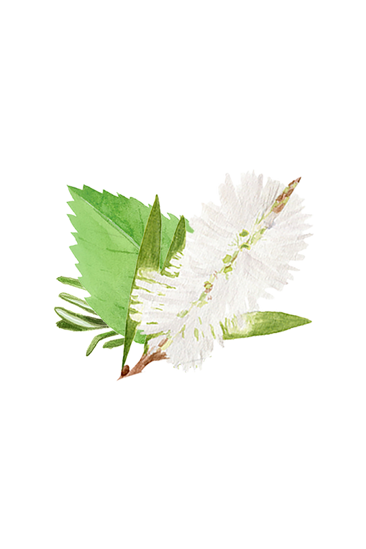 Watercolor illustration of a white bottlebrush flower with green leaves on black, inspired by botanicals found in Rustic Strength’s Lots of Purpose Spray Cleaner | Rosemary, Mint & Tea Tree.