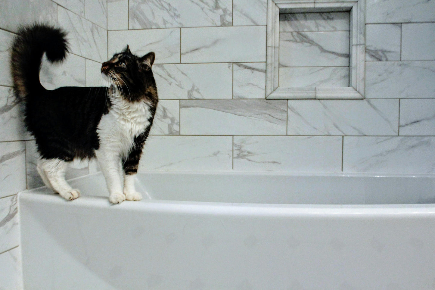 A black and white cat stands on the edge of a white tub with marble tiles, gazing upward—perhaps curious about nearby pet care products like Rustic Strength’s unscented Pet Conditioner for detangling and softening fur.