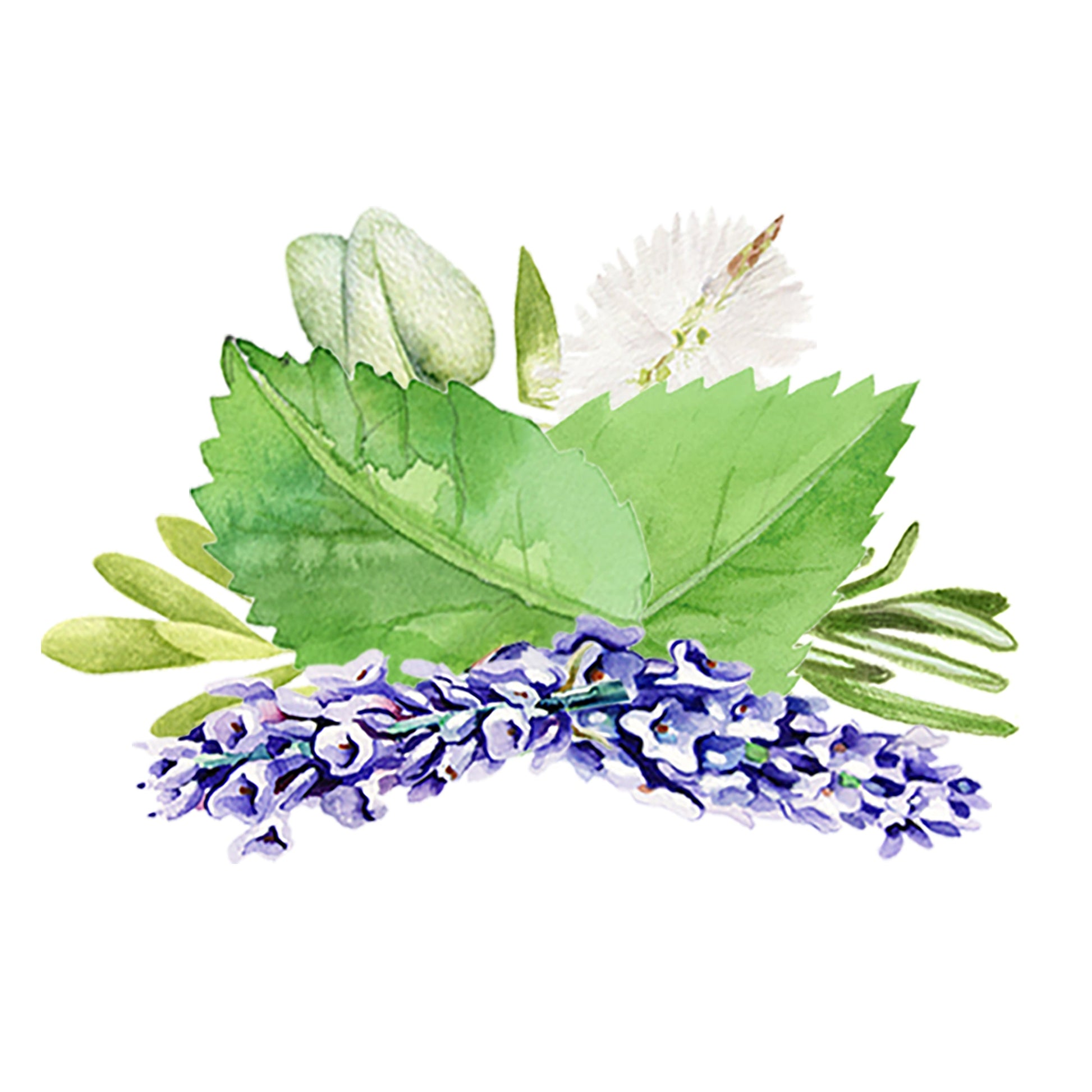 Beautiful watercolor illustration of green leaves, white flowers, and purple lavender showcases Rustic Strength’s Aromatherapy Blend of Essential Oil—ideal imagery for promoting this soothing essential oil on a clean white background.