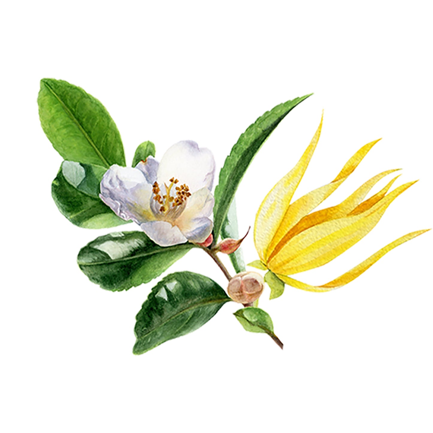A botanical illustration of green leaves, a white flower with yellow stamens, and a yellow spiky bloom on one stem captures the essence of Rustic Strength’s Fruity Green Tea Phthalate-Free Fragrance Oil against a white background.
