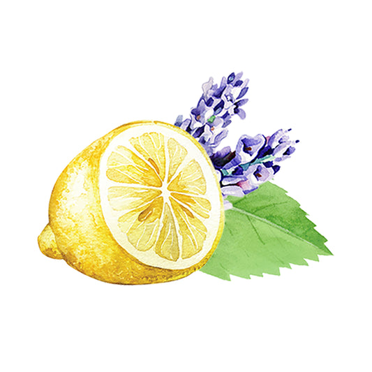 A watercolor of sliced lemon, purple lavender, and green mint leaves evokes the refreshing scent of Rustic Strengths Lavender, Lemon & Mint Essential Oil Blend on a white background.