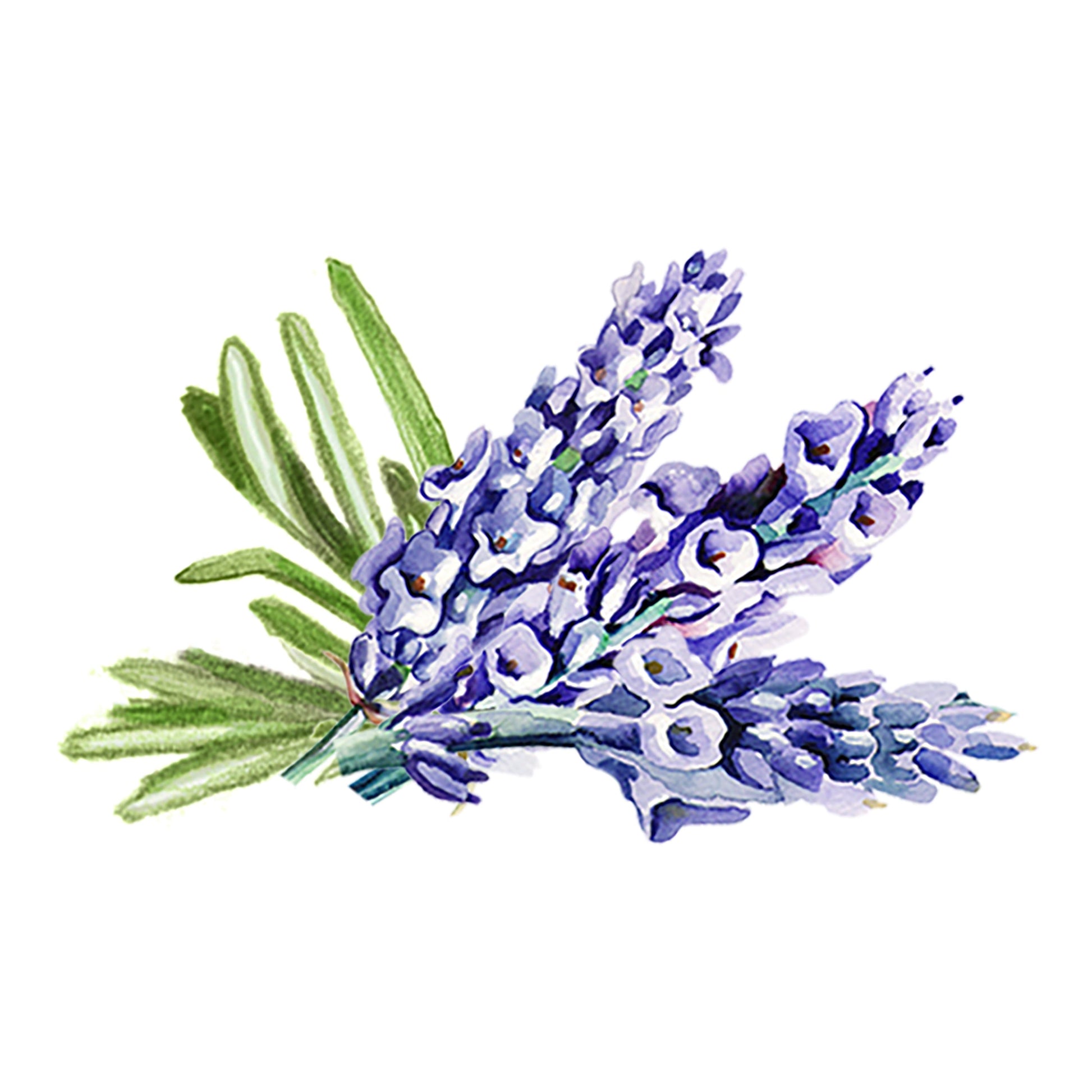 Watercolor illustration of a small lavender bouquet with purple flowers and green leaves on white, inspired by the calming aroma of Rustic Strengths Lavender & Rosemary Essential Oil Blend.