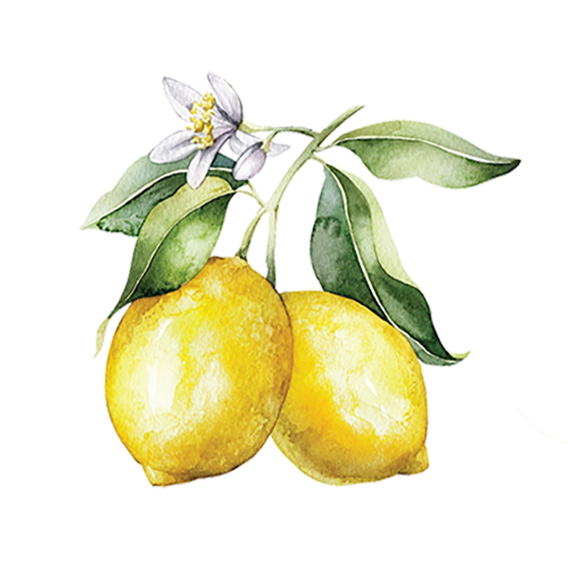 Watercolor illustration of two yellow lemons with green leaves and a small white and purple flower, inspired by the refreshing scent of Rustic Strength Lemon Essential Oil, set against a white background.