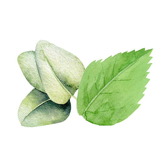 A watercolor of three overlapping green leaves and one serrated leaf on white captures the refreshing essence of Rustic Strength Mint & Eucalyptus Essential Oil Blend.