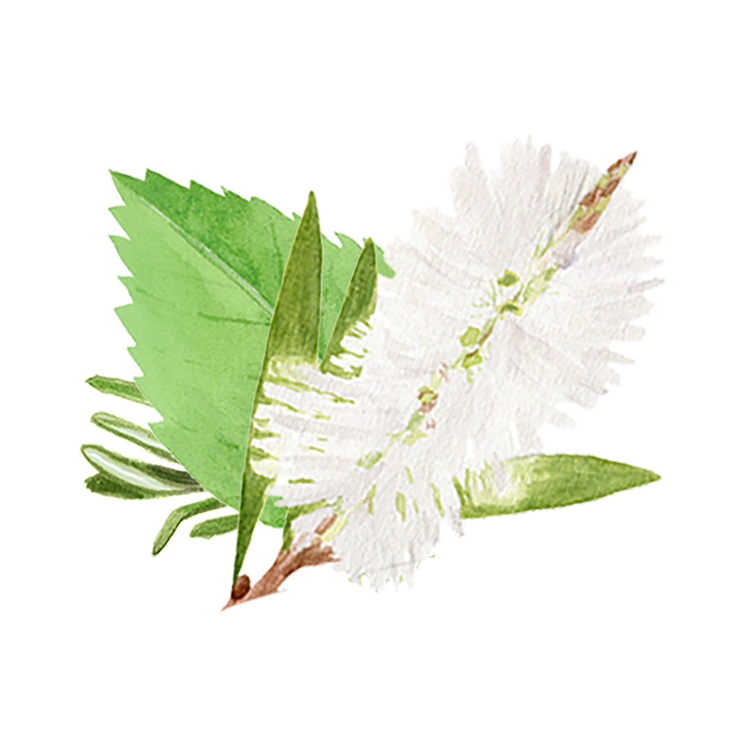 A watercolor of green leaves and a fluffy white bottlebrush flower highlights Rustic Strengths Rosemary, Mint & Tea Tree Essential Oil Blend, evoking fresh laundry notes and soothing aromatherapy.
