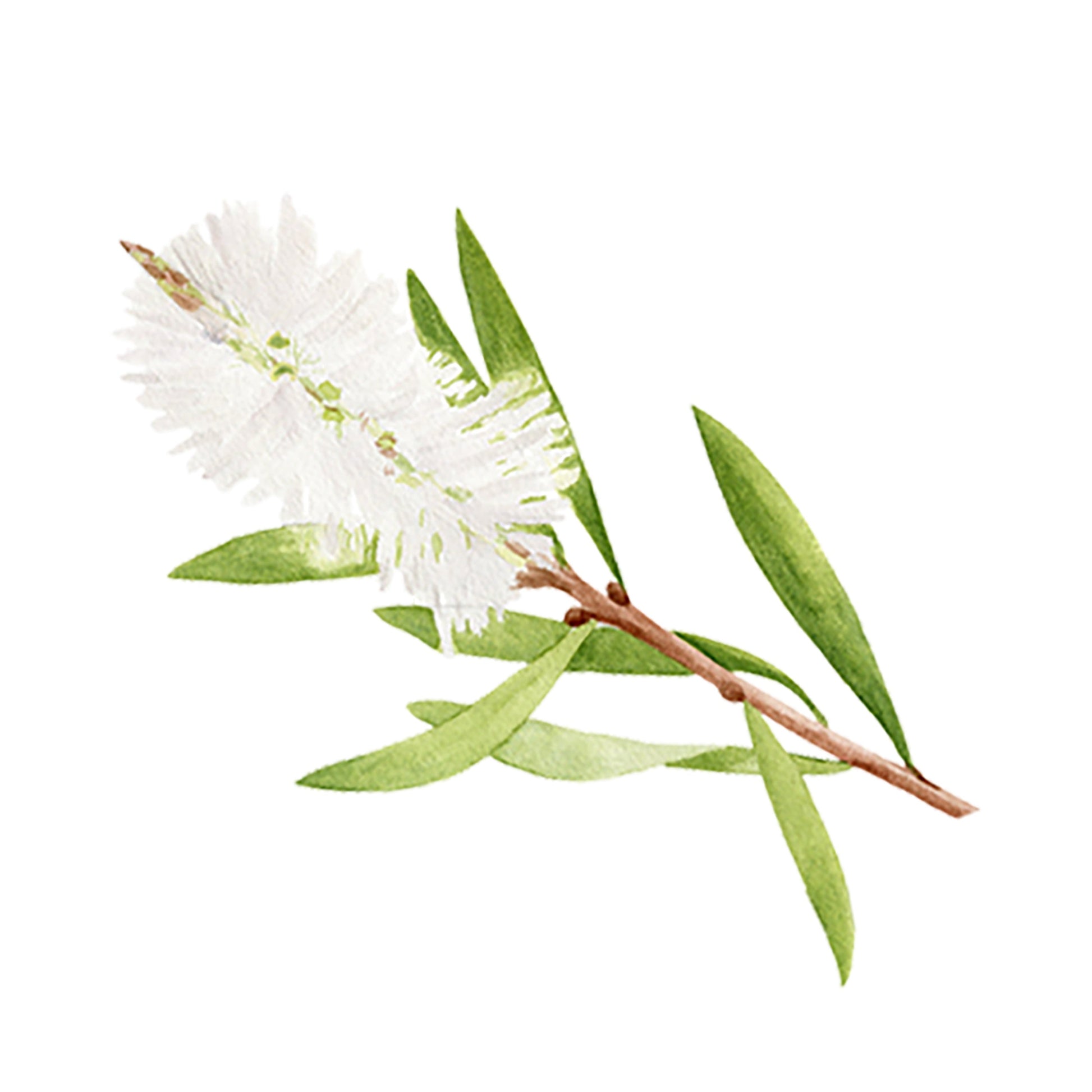 Watercolor illustration of a white bottlebrush flower with long green leaves and a brown stem, set on white—ideal for Rustic Strength Tea Tree Essential Oil packaging or aromatherapy-inspired designs.