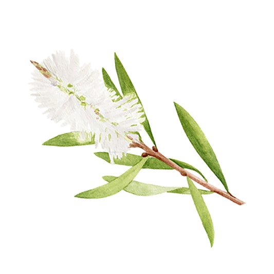 Watercolor illustration of a white bottlebrush flower with long green leaves and a brown stem, set on white—ideal for Rustic Strength Tea Tree Essential Oil packaging or aromatherapy-inspired designs.