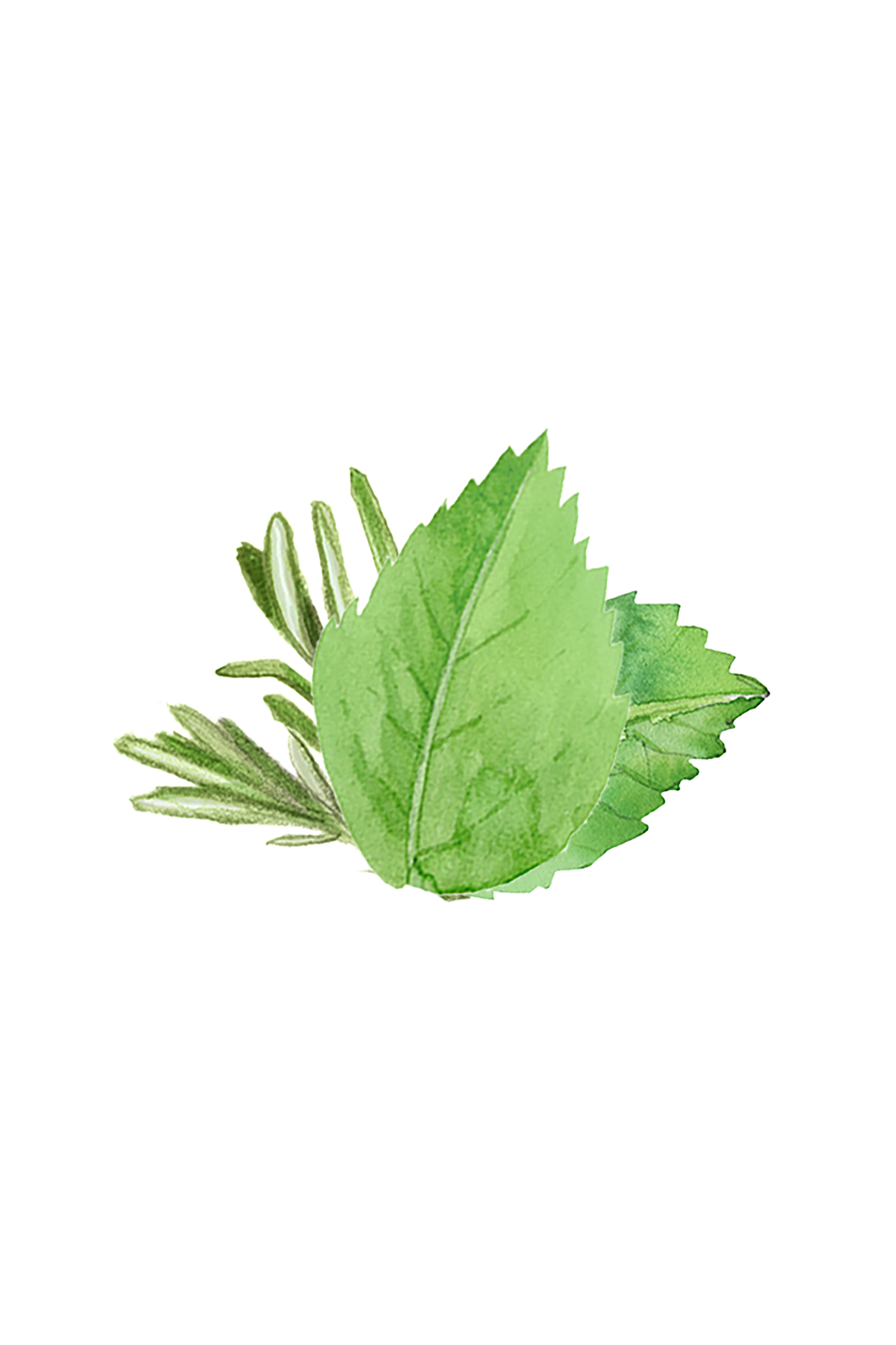 Rustic Strength Soothing Shampoo with rosemary and mint, showing a 16 oz bottle with fresh botanical ingredients.
