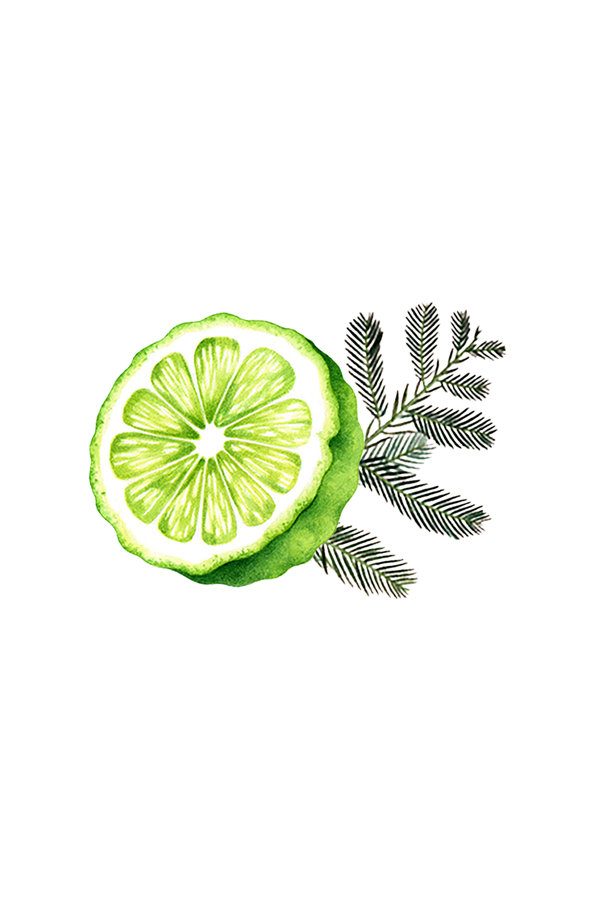 A watercolor of halved green citrus with white flesh and delicate botanical leaves evokes the fresh essence of Rustic Strength’s Floor Cleaner Concentrate | Bergamot & Cypress, set against a black background.