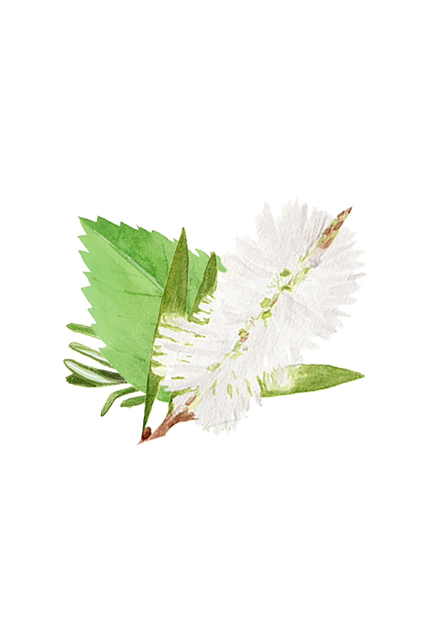 A watercolor of a white bottlebrush flower with lush green leaves, reflecting the freshness of Rustic Strength Floor Cleaner Concentrate | Rosemary, Mint & Tea Tree, on a transparent background.