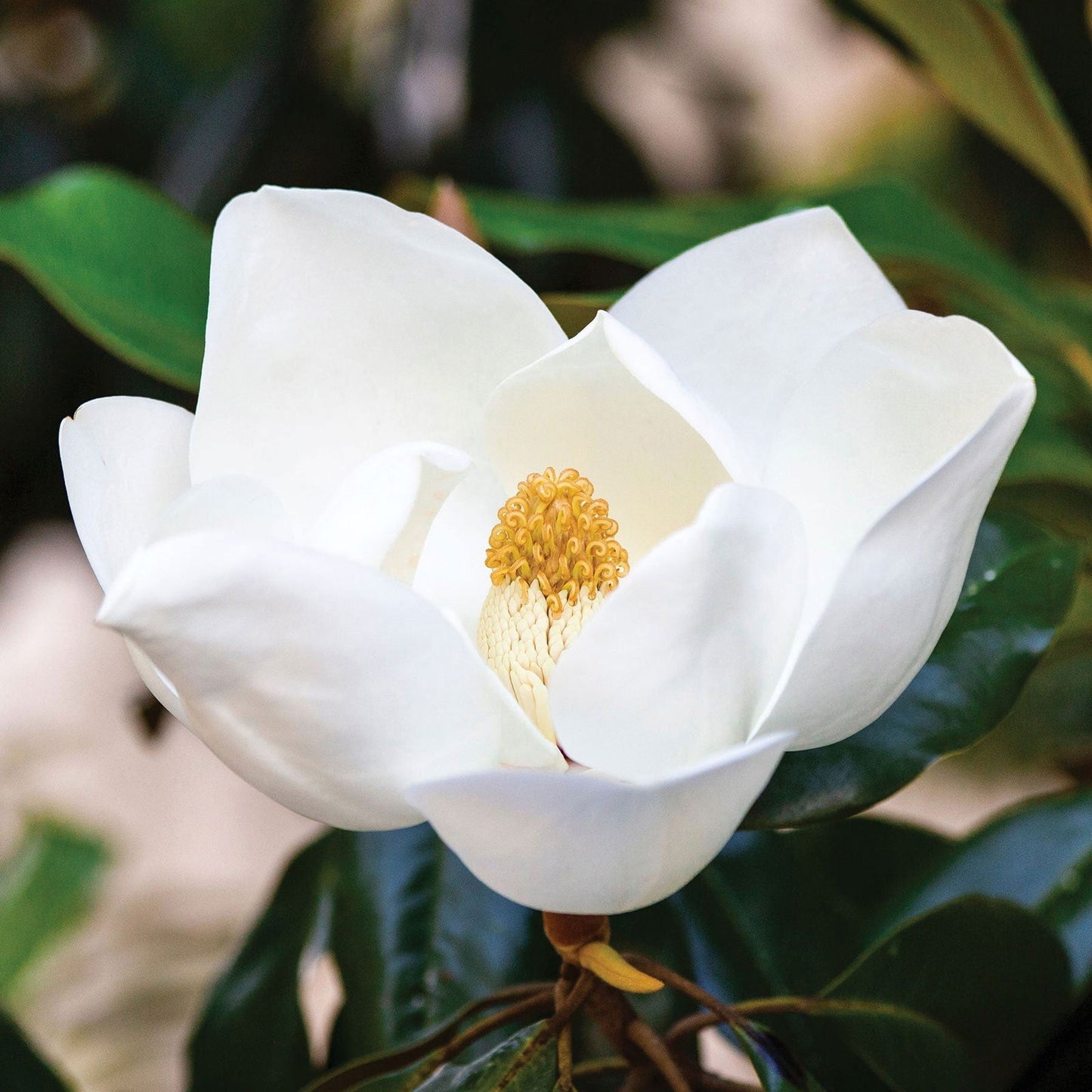 Close-up of a blooming white magnolia, its smooth petals and yellow stamens surrounded by glossy green leaves—evoking the gentle care of Salacia Salts Magnolia Body Butter.