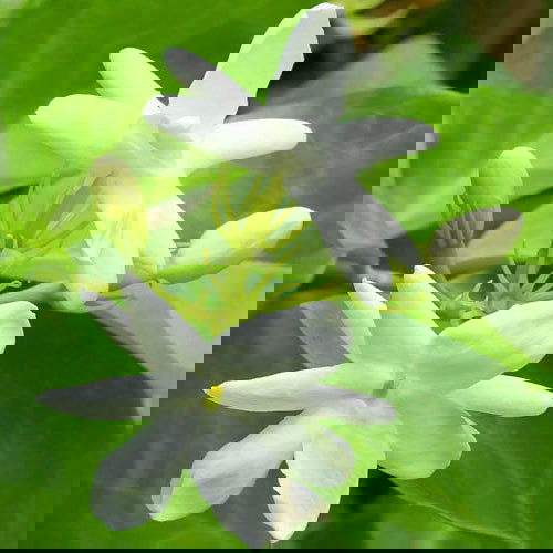 A pixelated image of white flowers with green stems mirrors the calming vibe of Salacia Salts' Midnight Garden BathTime Rocks (Set of 6), with a wavy blur on a green background, evoking the soothing essence of essential oils.